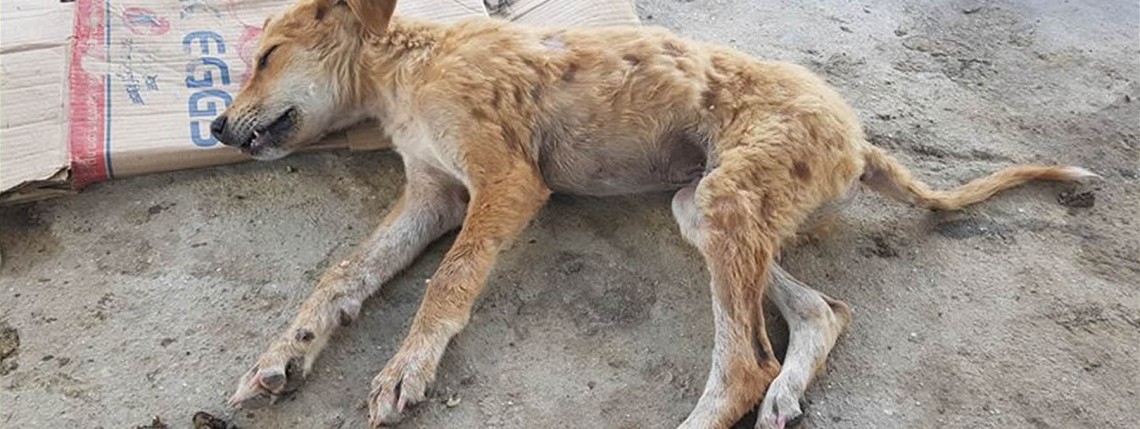 काभ्रेमा रेबिज संक्रमणको त्रास बढ्दैँ